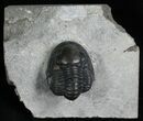 Scarce Pseudodechenella Trilobite - Centerfield Limestone #5748-5